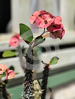 Crown of Thorns flowering cactus