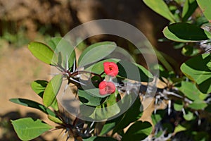 Crown of Thorns Flowers, Christ Plant, Euphorbia Milii