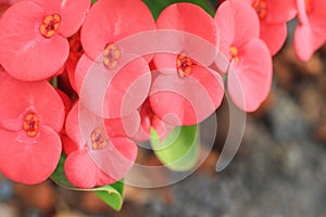 Crown of thorns flowers [Euphorbia milii Desmoul]