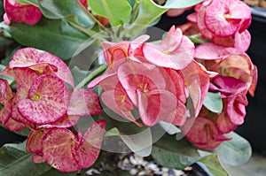 Crown of thorns flowers : Euphorbia milli Desmoul