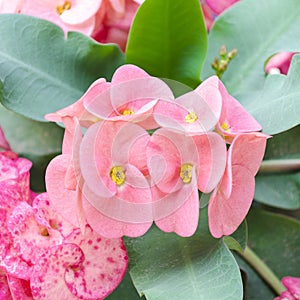 Crown of thorns flowers : Euphorbia milli Desmoul