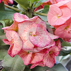 Crown of thorns flowers : Euphorbia milli Desmoul