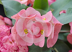 Crown of thorns flowers : Euphorbia milli Desmoul