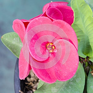 Crown of thorns flowers : Euphorbia milli Desmoul