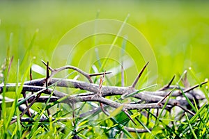 Crown of thorns in green grass. Easter background