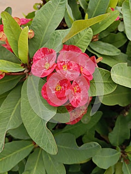 A Crown-of-thorns Plant in the garden its looks beautiful