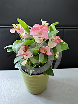 Crown-of-thorns plant in a small pot