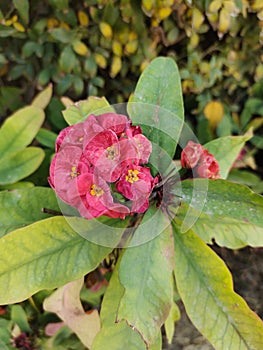 Crown of Thorns red flowers