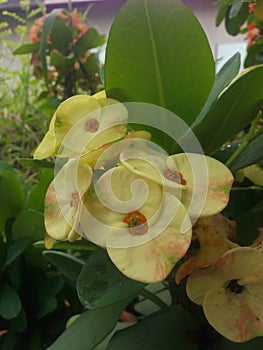 Crown of thorns,Euphorbia milli yellow