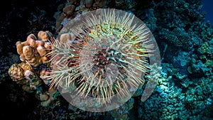 The crown of thorns sits on the coral of the Red Sea