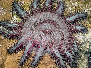 Crown-of-thorns starfish