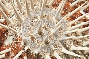 Crown of Thorns starfish