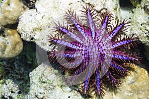 Crown of thorns starfish