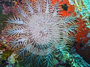 Crown-of-thorns starfish