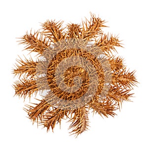 Crown of Thorns Starfish