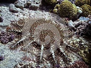 Crown-of-thorns starfish