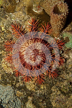 Crown of Thorns starfish