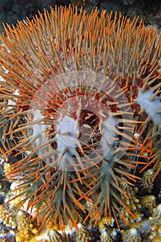 Crown of Thorns starfish