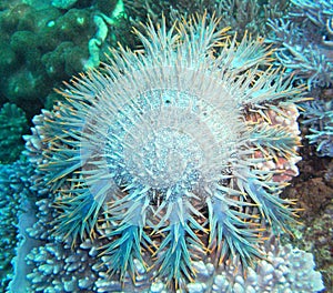 Crown of Thorns Starfish