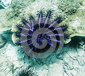 Crown-of-thorns starfish