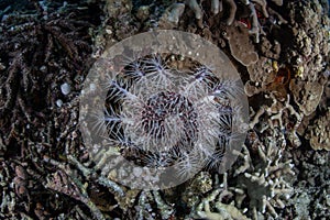 Crown-of-Thorns Starfish