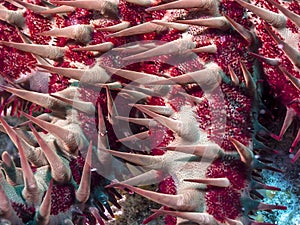 Crown-of-thorns starfish