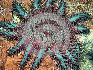 crown-of-thorns starfish , Acanthaster planci photo