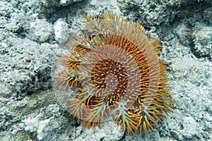 Crown of thorns starfish - Acanthaster planci - the world largest starfish , predator of hard corals