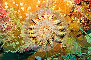 Crown of thorns starfish - Acanthaster planci - the world largest starfish , predator of hard corals, causes destruction of cora
