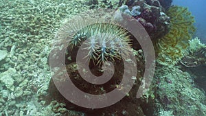 Crown thorns starfish on coral.