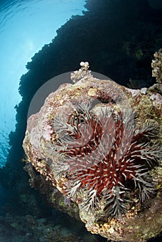 Crown-of-thorns starfish, damaging to coral reef