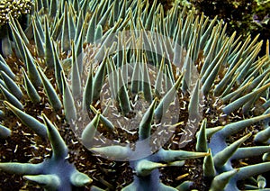 Crown of Thorns Starfish