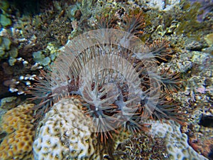Crown-of-thorns starfish