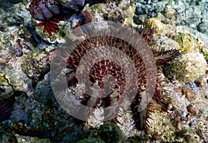 Crown of Thorns Starfish