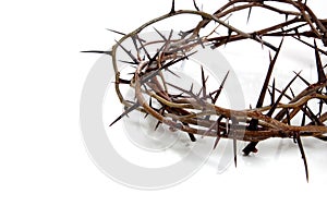 Crown of thorns on a white background