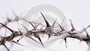 Crown on Thorns on White Background