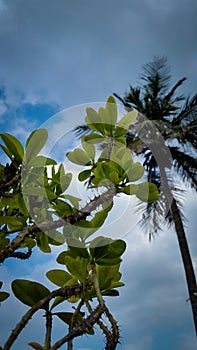 Coconut tree behind Crown of throns plants with green leafs under blue cloudy sky