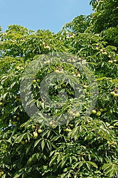 Crown top of Chestnut tree