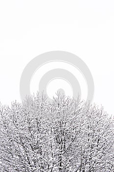 Crown of tree covered with snow on a white background