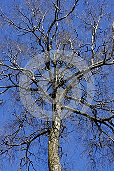 Crown of tree with winding bare branches in blue sky