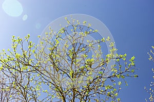 Crown of tree with young green leaves against blue sky in sun glare. Spring background for your design
