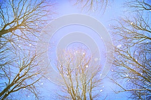 Crown of trees against blue sky. Winter forest background