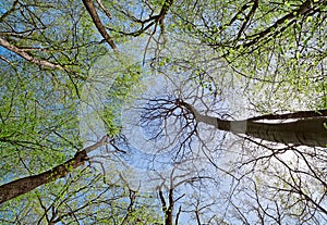 Crown of a trees in deciduous (leaf) forest