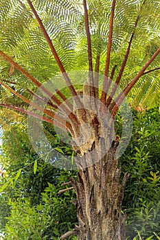 Crown of tropical tree Cyathea Arborea. Close up of branches of West Indian treefern. The surface of the Helecho Gigante strain is photo