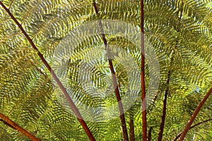 Crown of tropical tree Cyathea Arborea. Close up of branches of West Indian treefern. The surface of the Helecho Gigante strain is photo