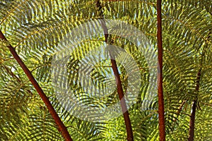 Crown of tropical tree Cyathea Arborea. Close up of branches of West Indian treefern. The surface of the Helecho Gigante strain is photo