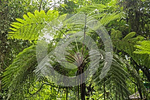 Crown of tropical tree Cyathea Arborea. Close up of branches of photo