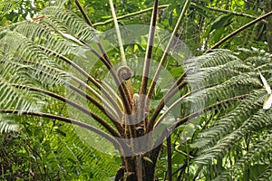 Crown of tropical tree Cyathea Arborea. Close up of branches of photo