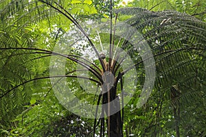 Crown of tropical tree Cyathea Arborea. Close up of branches of photo