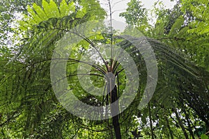 Crown of tropical tree Cyathea Arborea. Close up of branches of photo